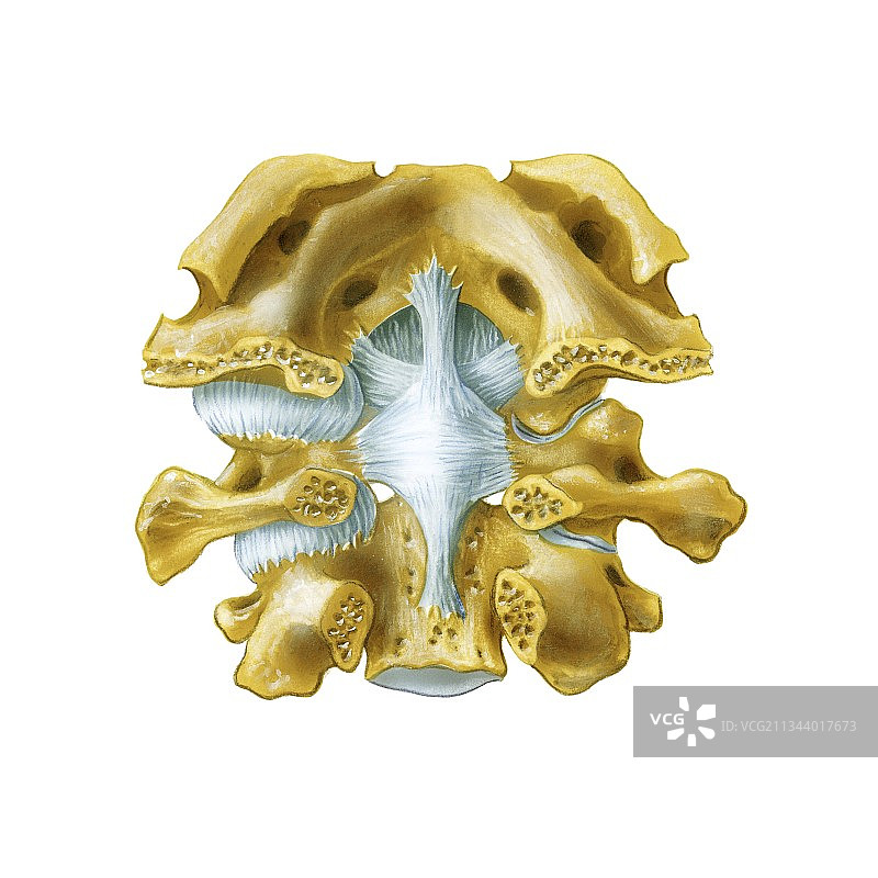 寰枕关节艺术图图片素材