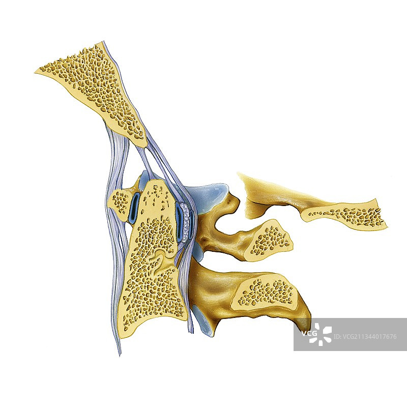 寰枕关节艺术图图片素材