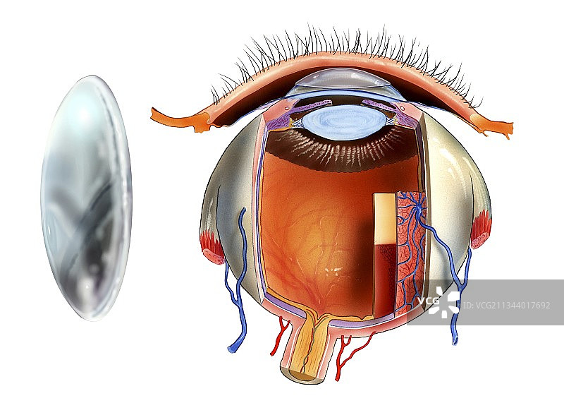 隐形眼镜与眼睛解剖结构图片素材