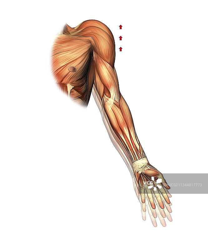 肩部和手臂运动，艺术作品图片素材