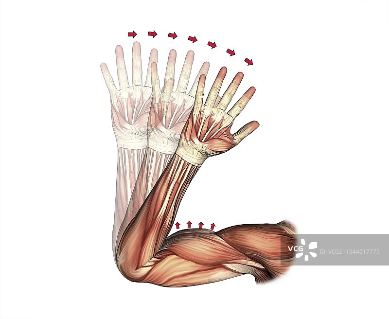 肘部弯曲示意图图片素材