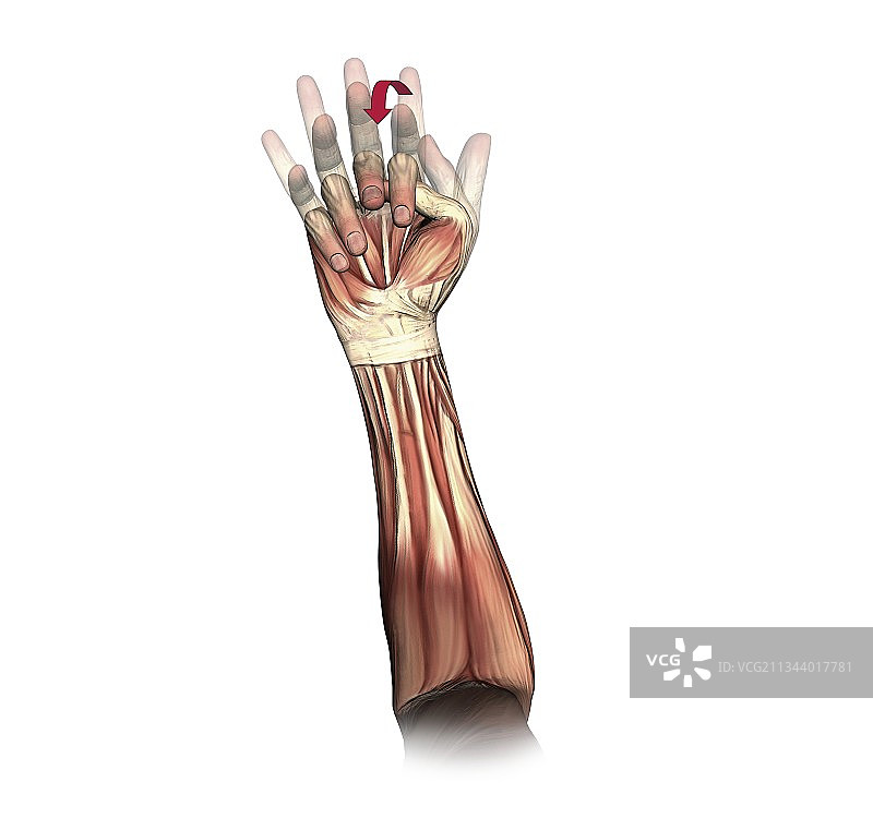 紧握的拳头运动艺术作品图片素材