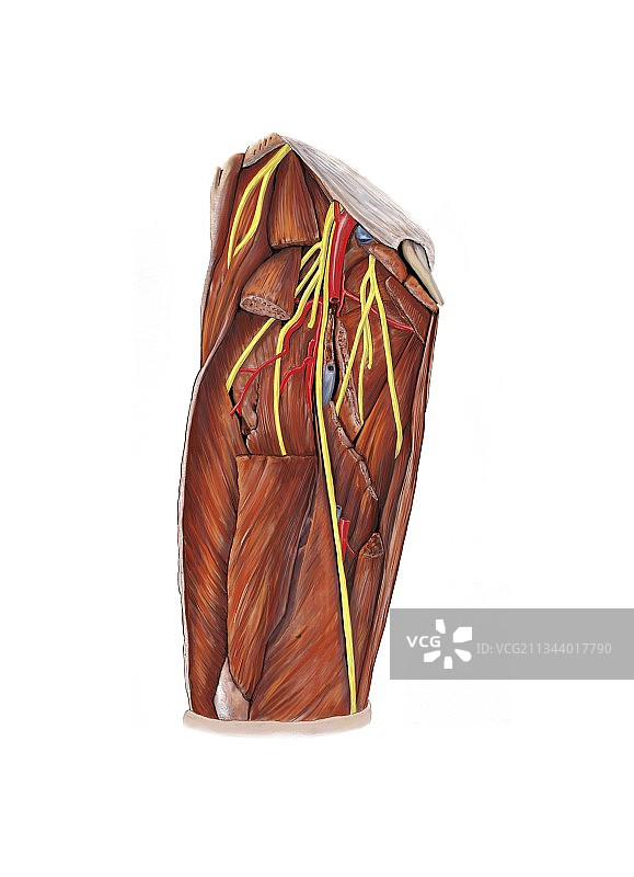 大腿神经丛艺术图图片素材