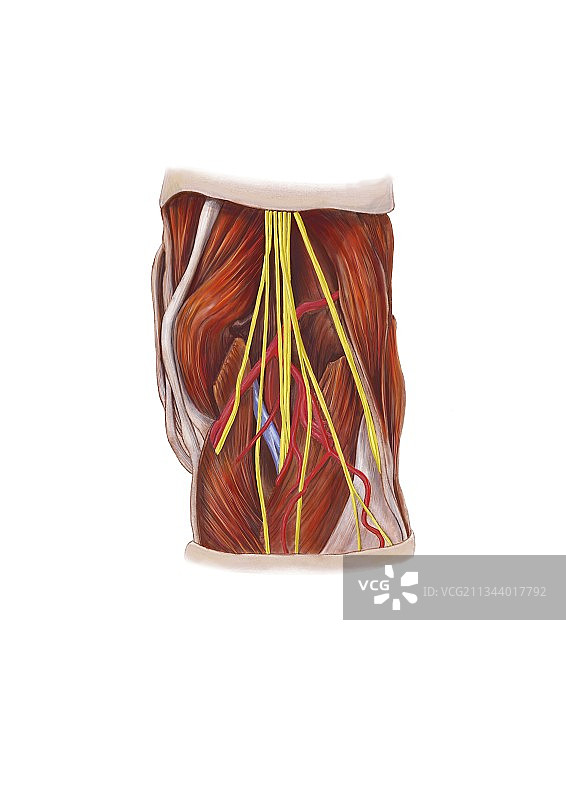 膝神经丛艺术图图片素材
