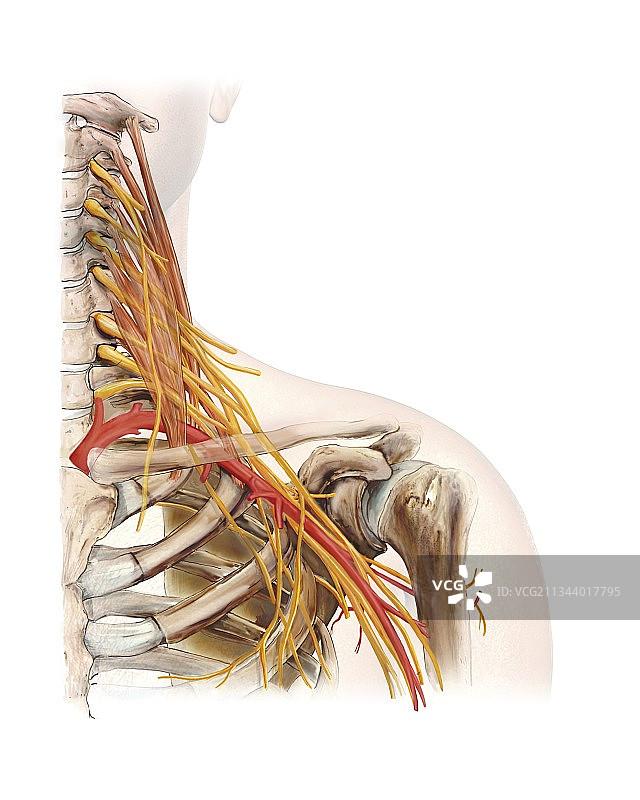 左肩和神经丛图片素材