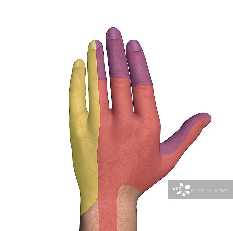 手背神经区域，艺术作品图片素材