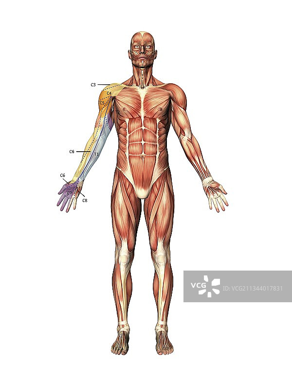 手臂神经区域，艺术品图片素材