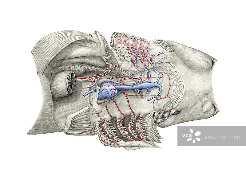 鲨鱼鳃部解剖结构图片素材