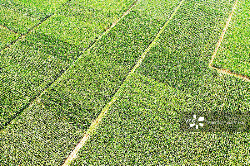 山东枣庄丰收在望的玉米图片素材