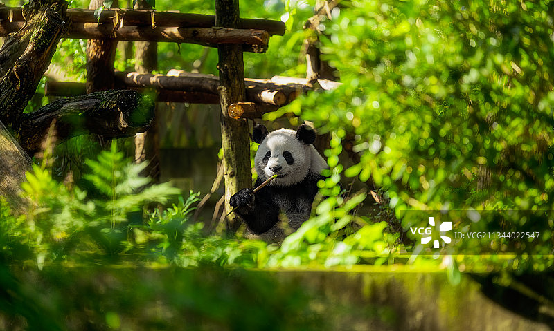 树丛中在吃嫩竹子的大熊猫图片素材