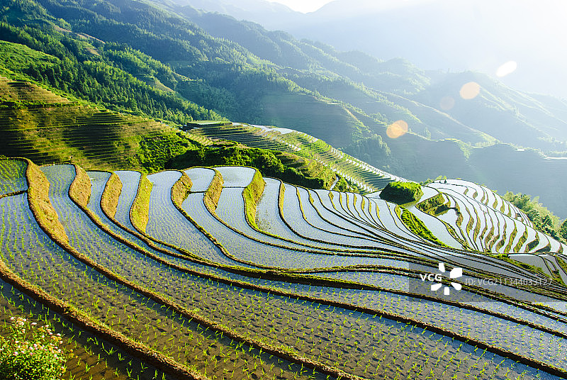 端午时节的广西龙脊梯田图片素材