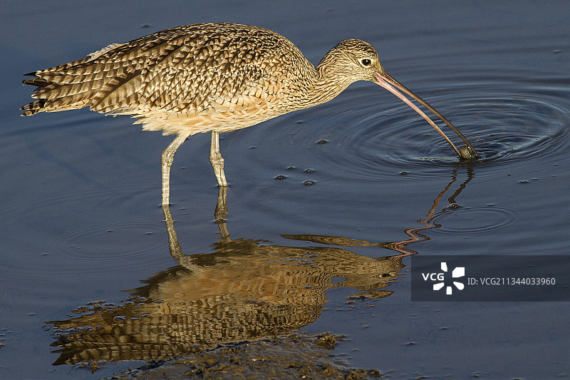 反嘴鹬吃蛤蜊的倒影图片素材