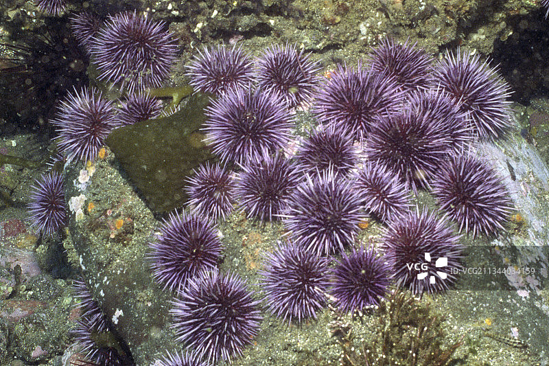 紫色海胆图片素材