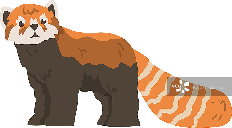 可爱的红色小熊猫野生动物侧视图图片素材