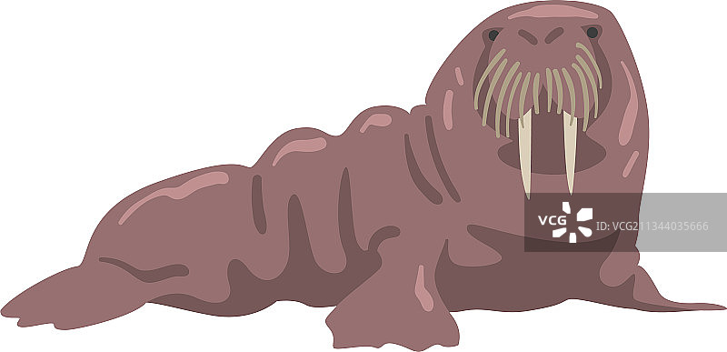 海象极地海洋哺乳动物卡通图片素材