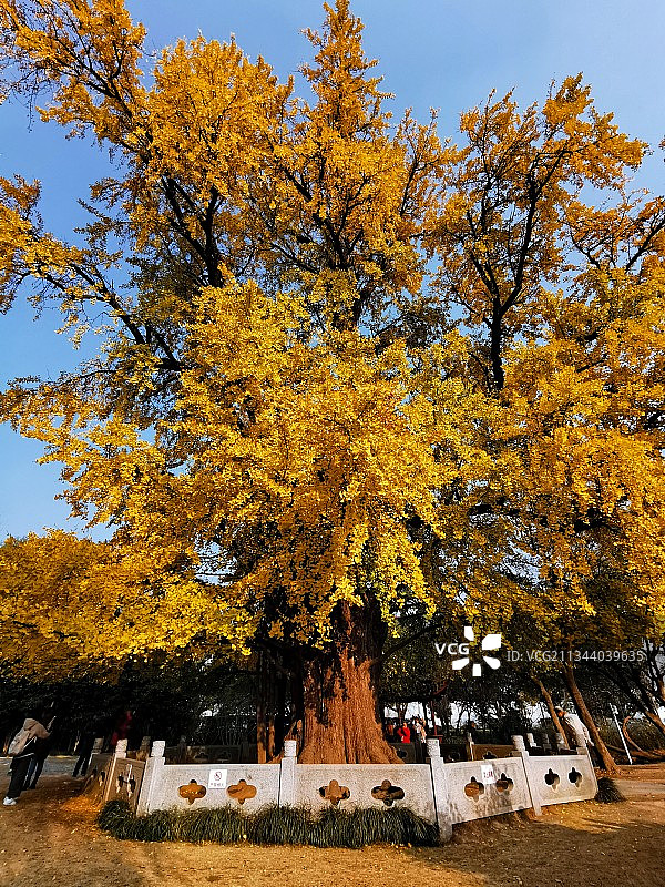 上海嘉定千年银杏图片素材