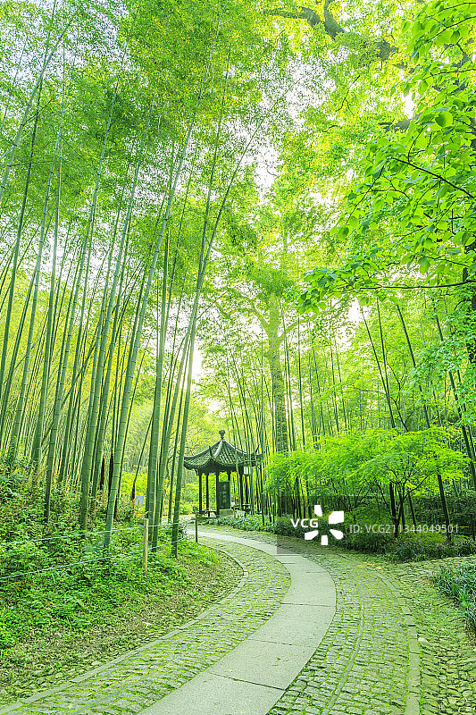 竹园绿竹林翠竹子图片素材