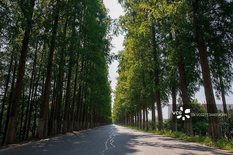 上海长兴岛郊野公园森林中的小路图片素材