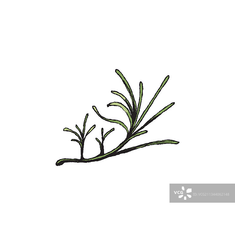 野生绿色草地沙漠灌木匍匐植物图片素材