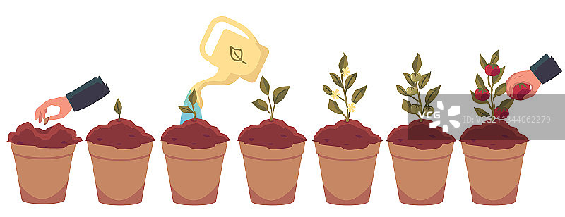 番茄植物生长步骤（扁平风格）图片素材