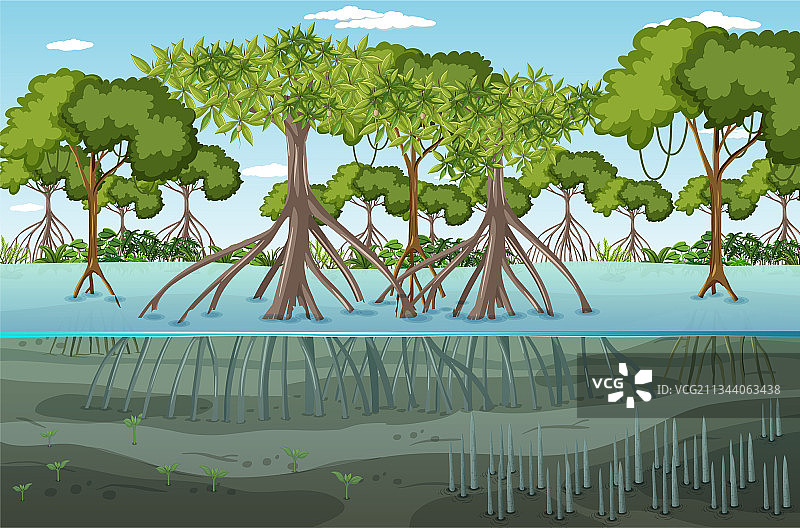 白昼红树林景观图片素材