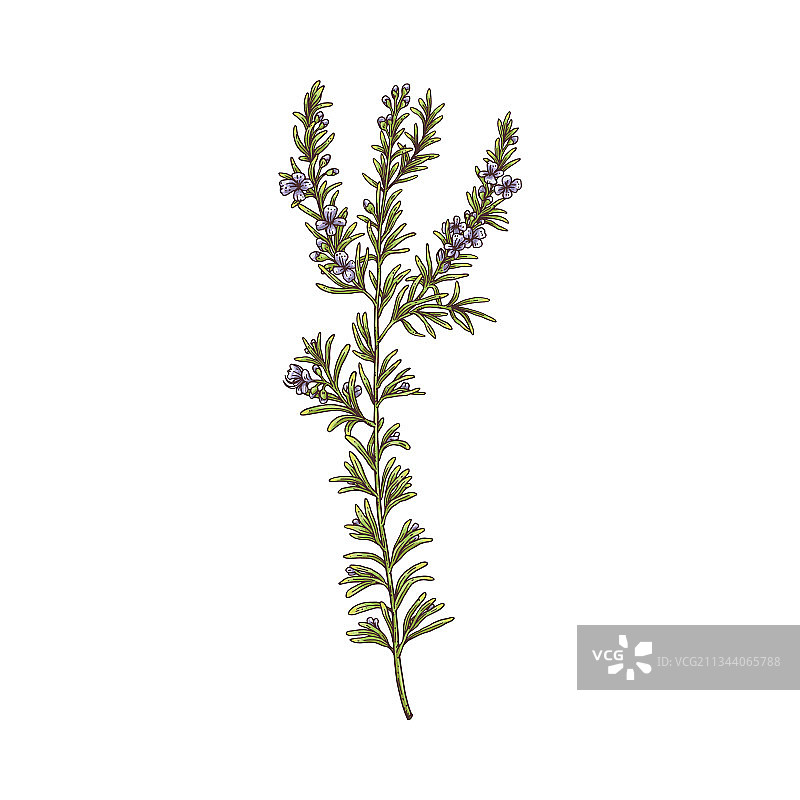 迷迭香枝条绿色草本植物绘画图片素材