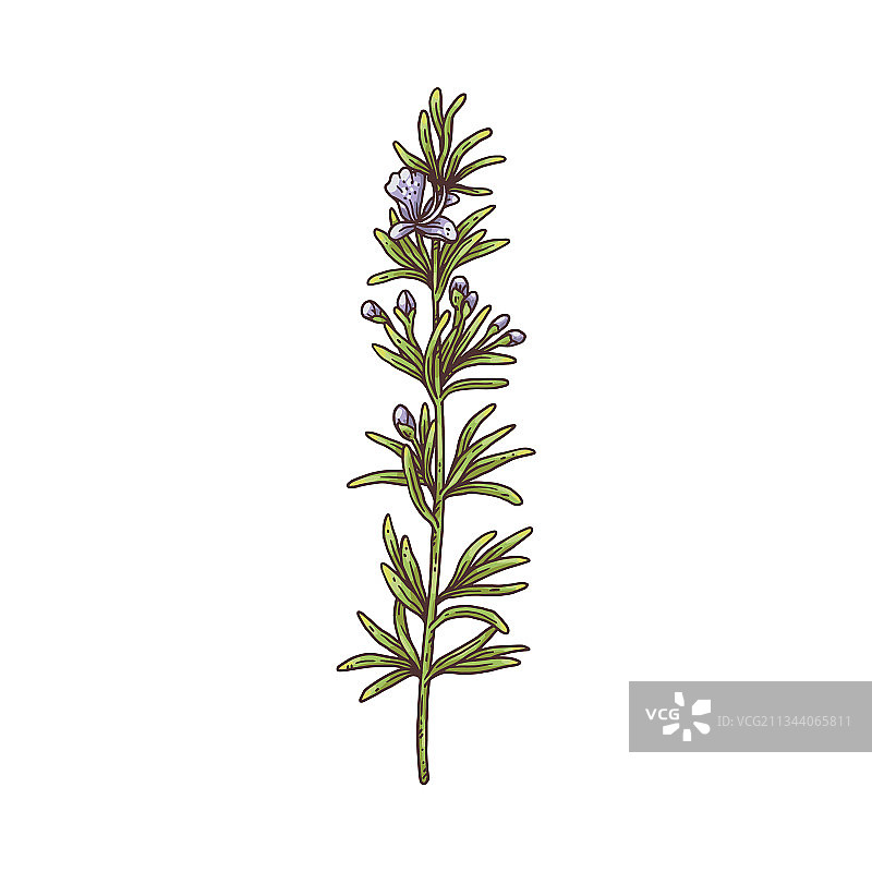 迷迭香草本植物枝条植物学绘画图片素材