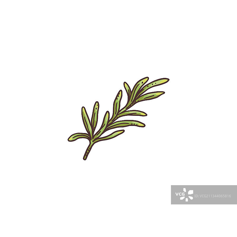 绿色新鲜迷迭香枝彩色版画图片素材