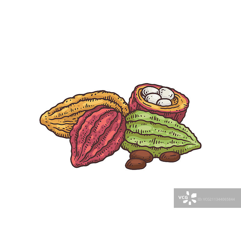 彩色可可豆素描巧克力图片素材