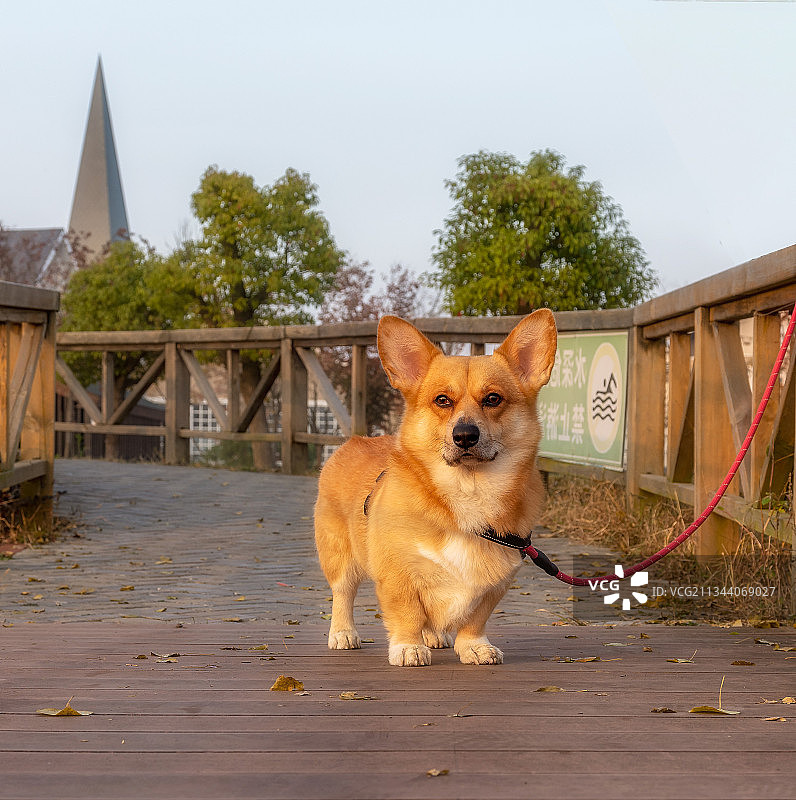 小区萌宠图片素材