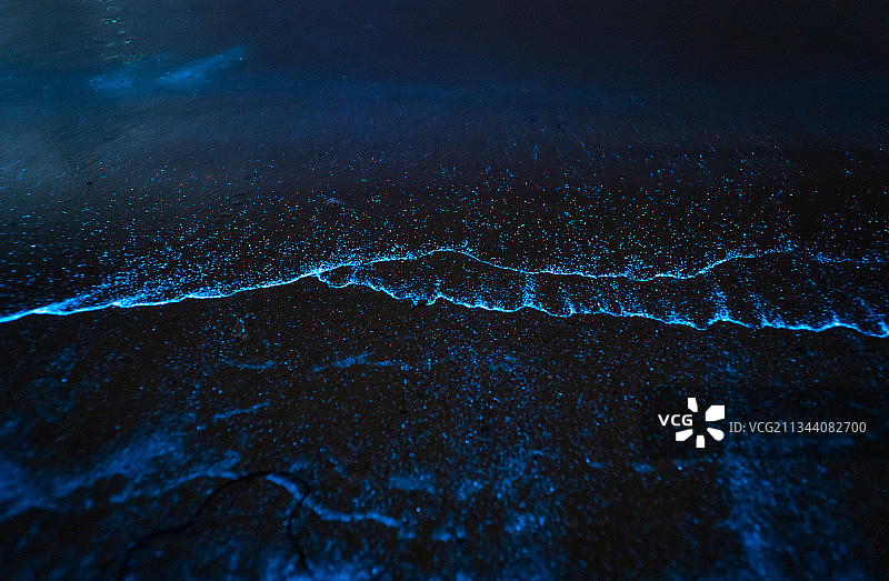 蓝眼泪 荧光海 海萤 沙滩图片素材