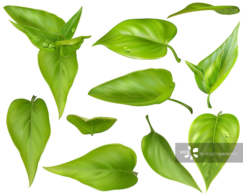 逼真3D绿色树叶模型图片素材