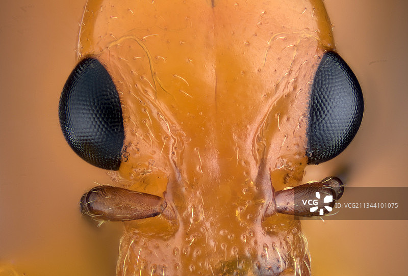 【榆卷象】图片素材