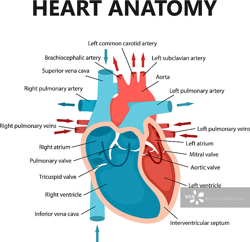 心脏血流特写心脏病学图图片素材