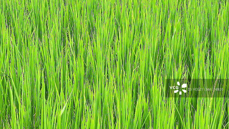 绿色禾苗图片素材