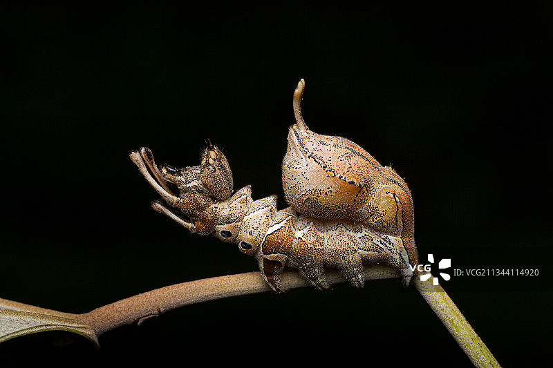 蚁舟蛾－幼虫图片素材