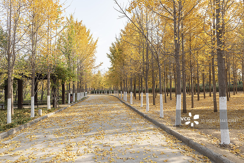 河南郑州树木园秋天银杏林图片素材