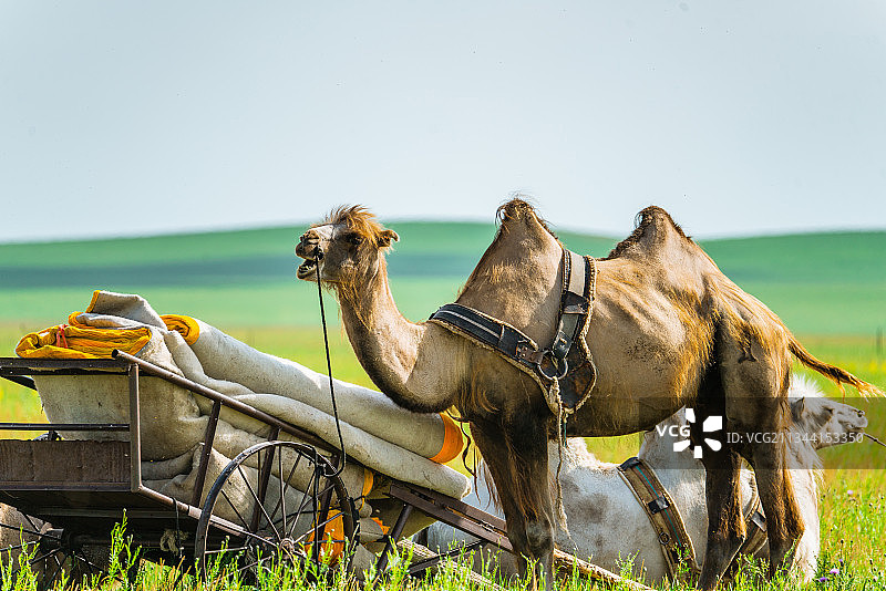 骆驼, 马车, 呼伦贝尔, 大草原, 内蒙古图片素材