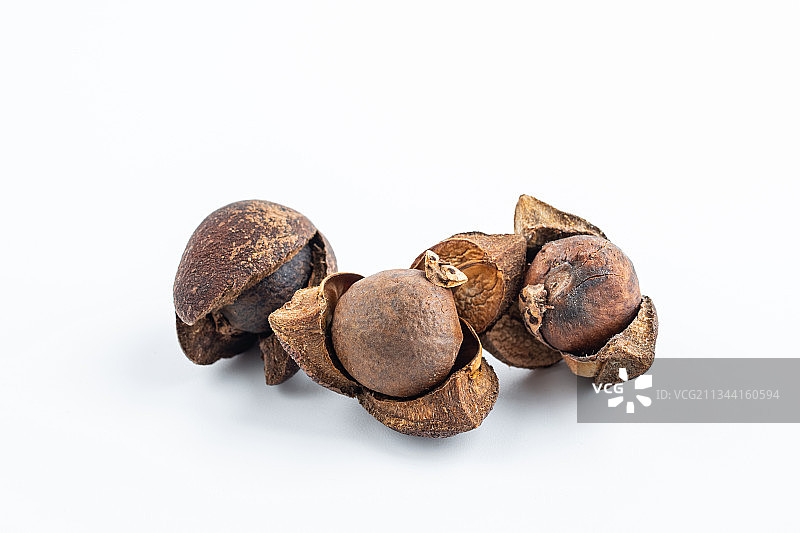 油茶籽图片素材