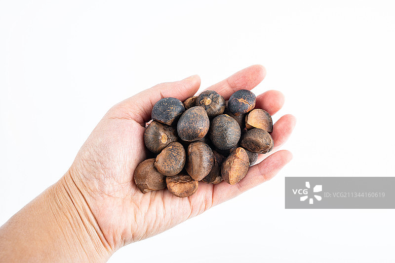 油茶籽图片素材