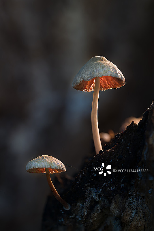 野菇－ 早上图片素材