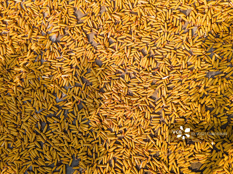 玉米晾晒场图片素材