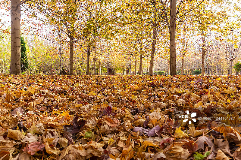 户外秋天的枫叶林图片素材