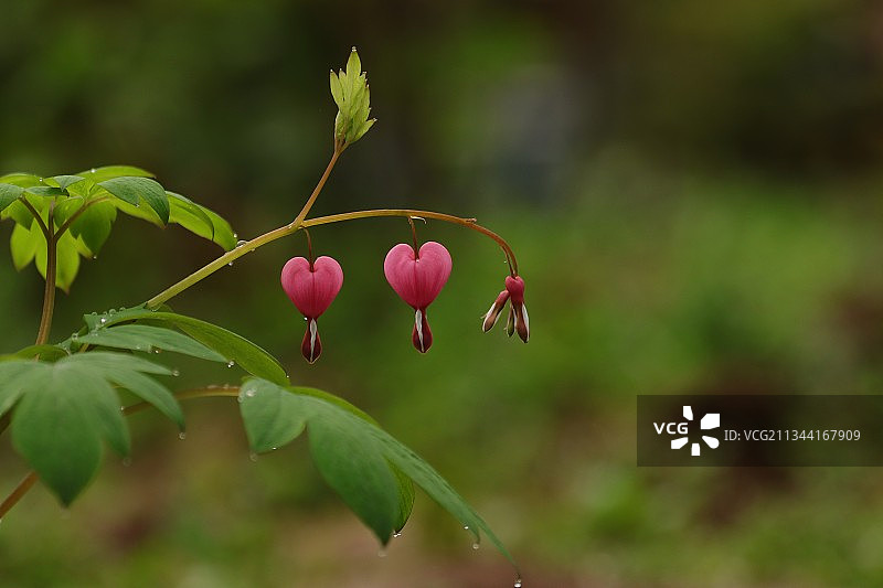荷包牡丹图片素材