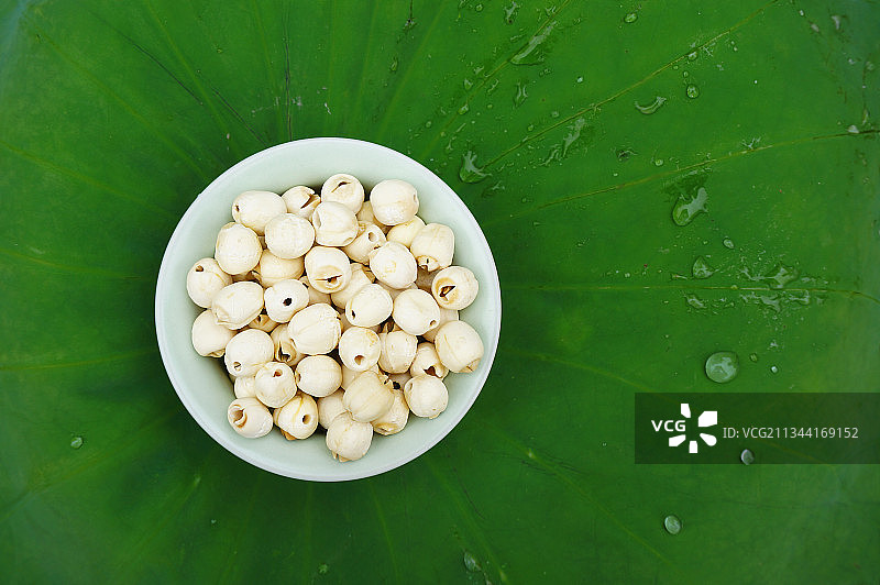 莲子荷叶图片素材