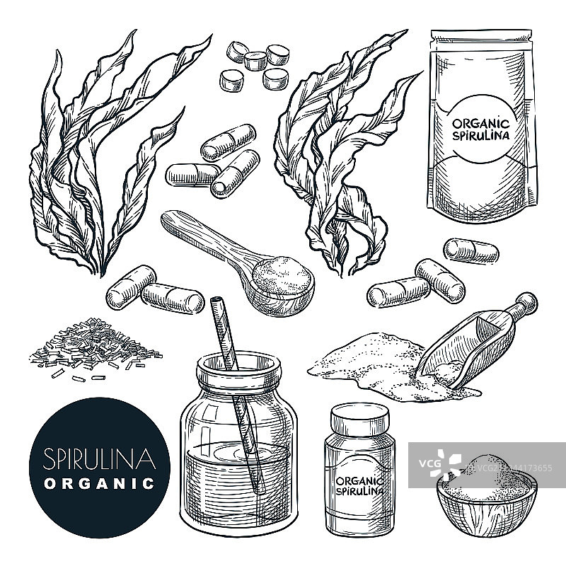 螺旋藻海藻素描图片素材