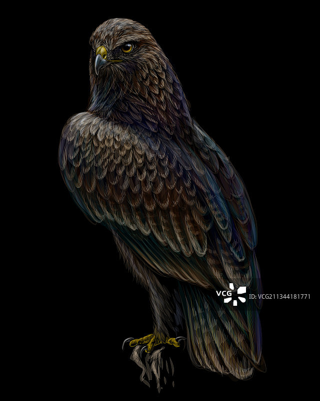 栖息在树枝上的鹰图片素材