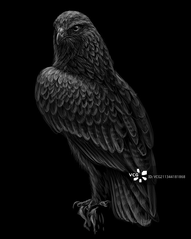 栖息在树枝上的鹰图片素材