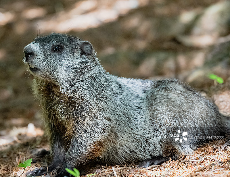 田野中的草原犬鼠特写图片素材