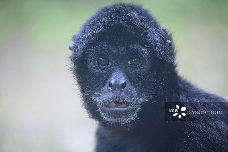 蜘蛛猴图片素材
